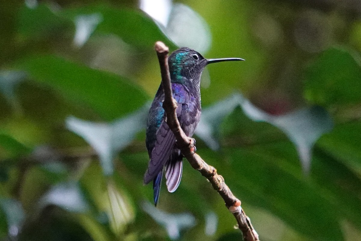 Violettkronennymphe - ML643968222