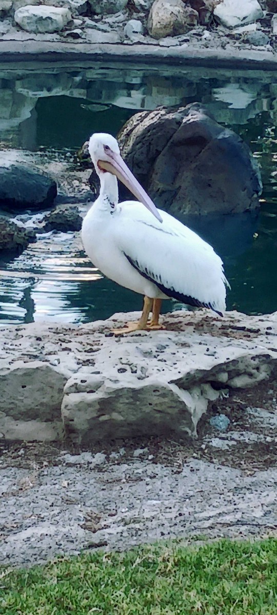 American White Pelican - ML643968234