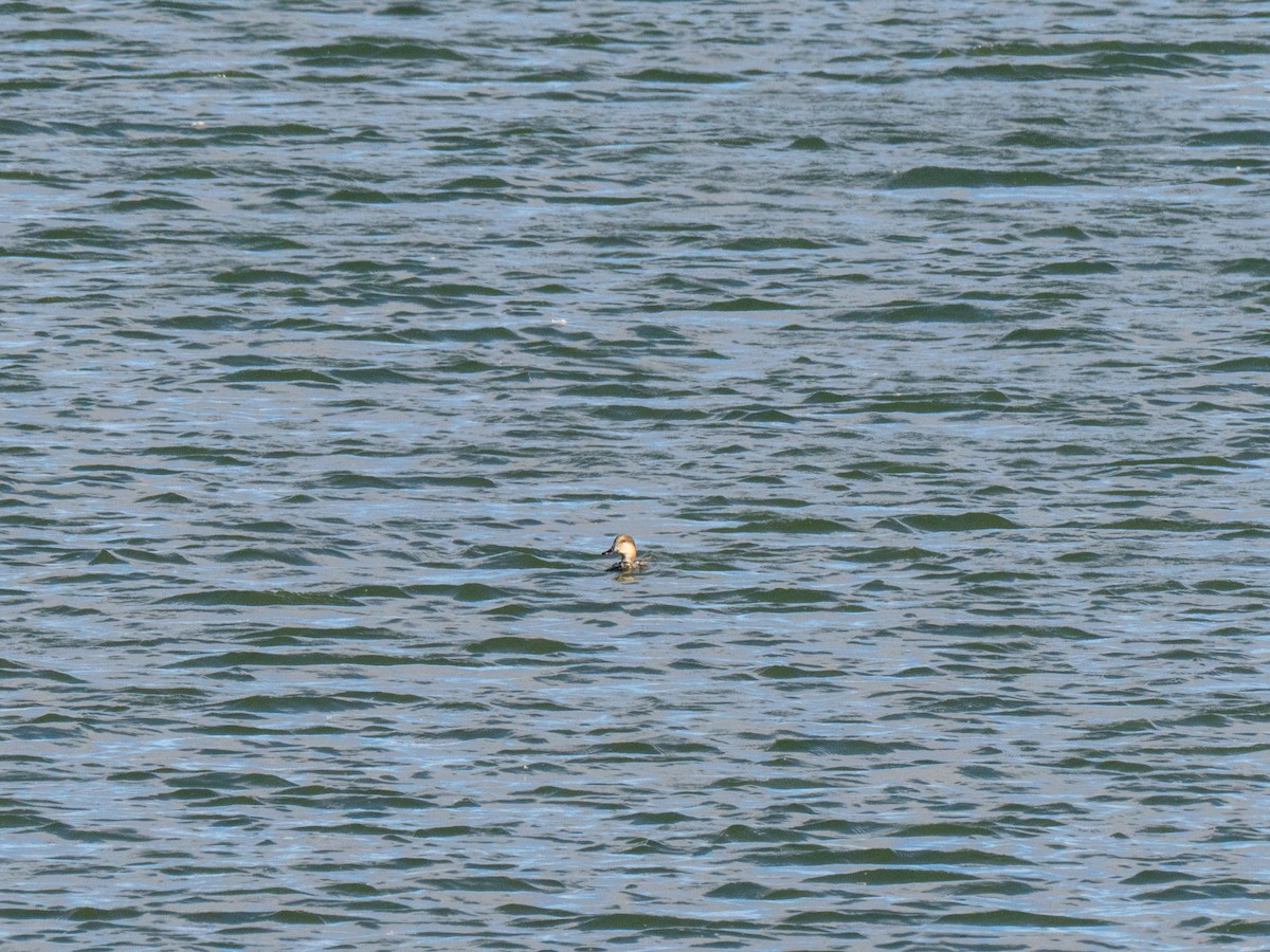 赤膀鴨 - ML643968263
