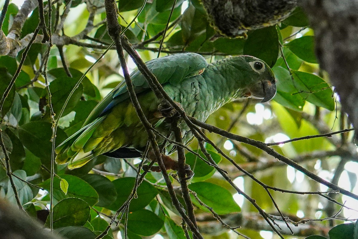 Mülleramazone - ML643968264