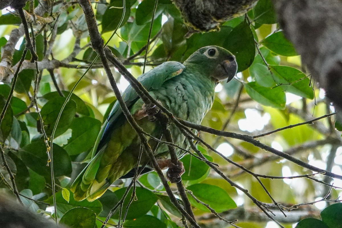 Mülleramazone - ML643968265