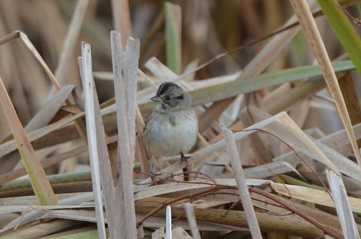 Swamp Sparrow - ML643968271