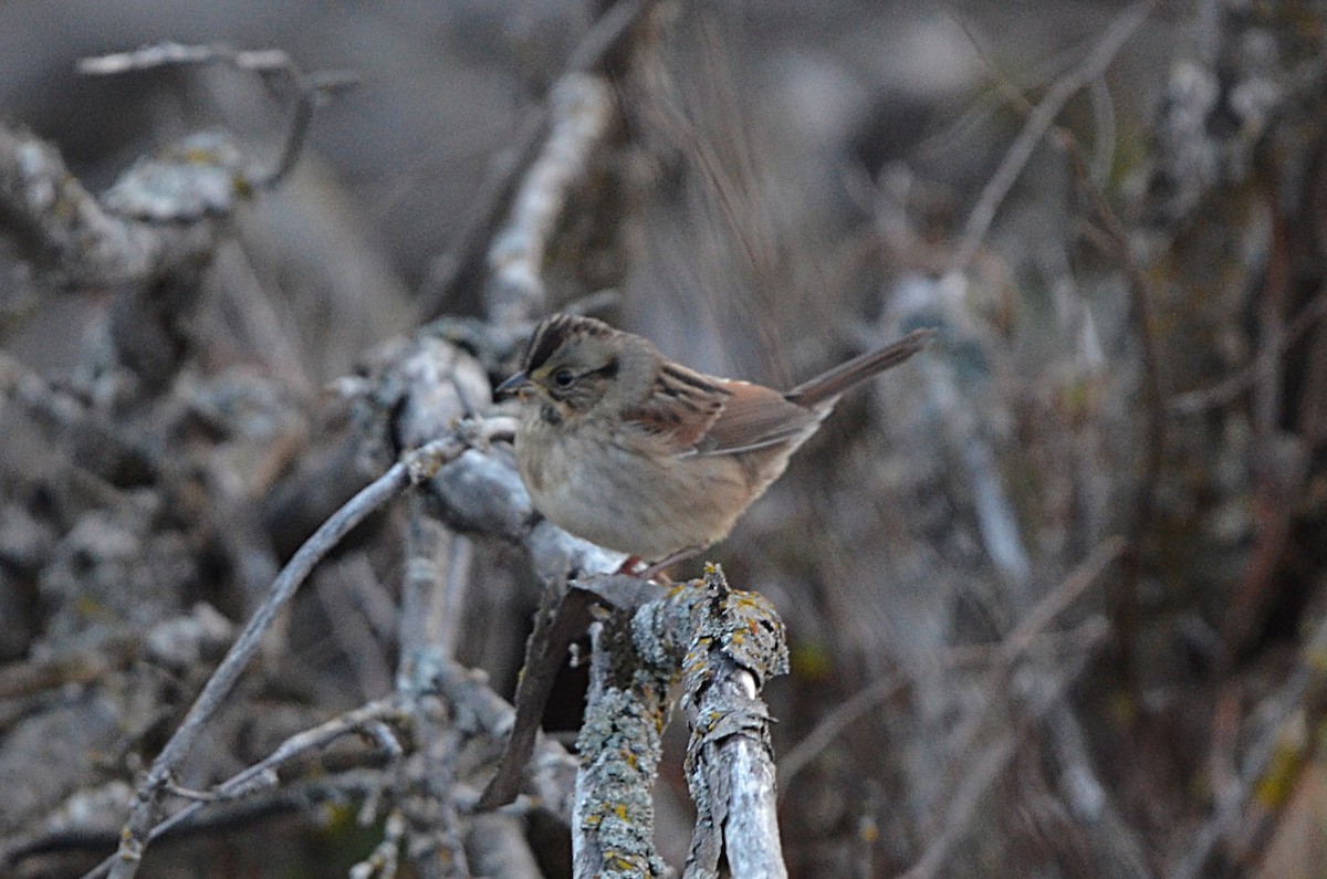 Swamp Sparrow - ML643968272