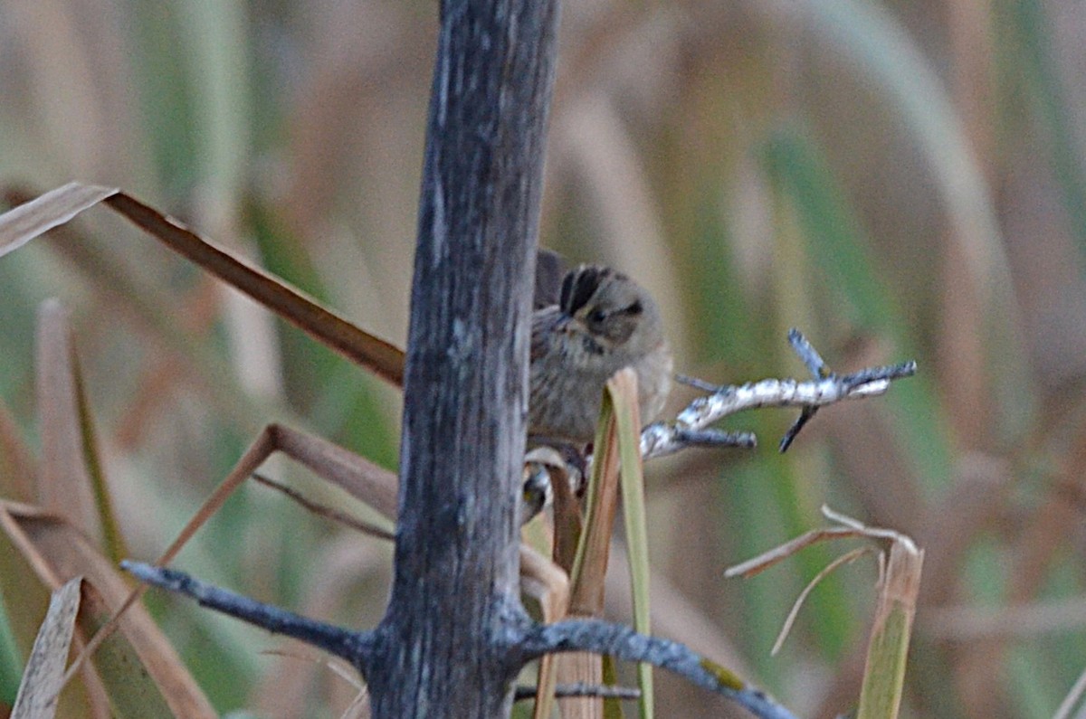 Swamp Sparrow - ML643968273