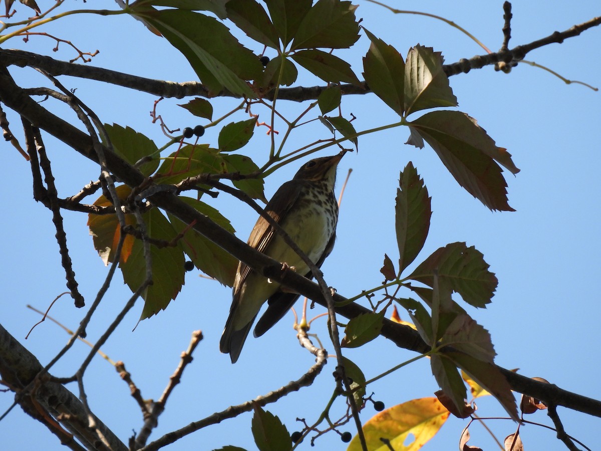 Grive à dos olive - ML643968277