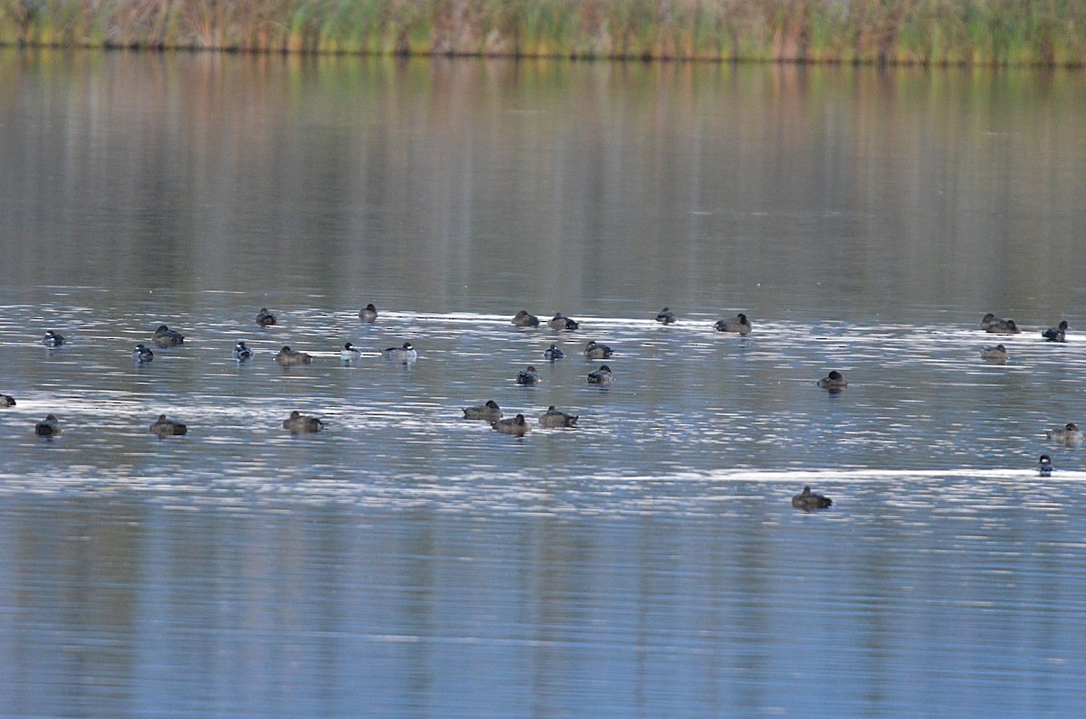 Bufflehead - ML643968281