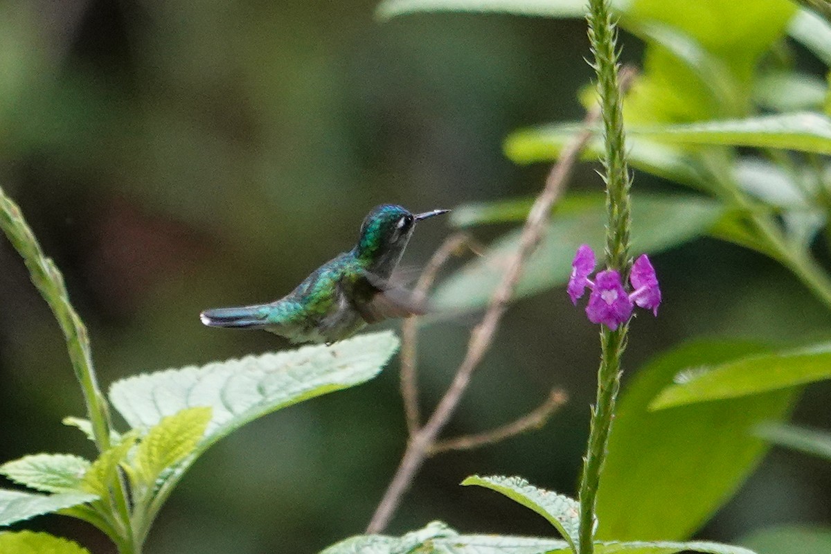 Violet-headed Hummingbird - ML643968286
