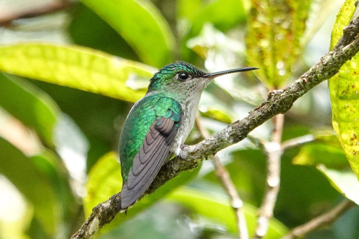 Violet-headed Hummingbird - ML643968287