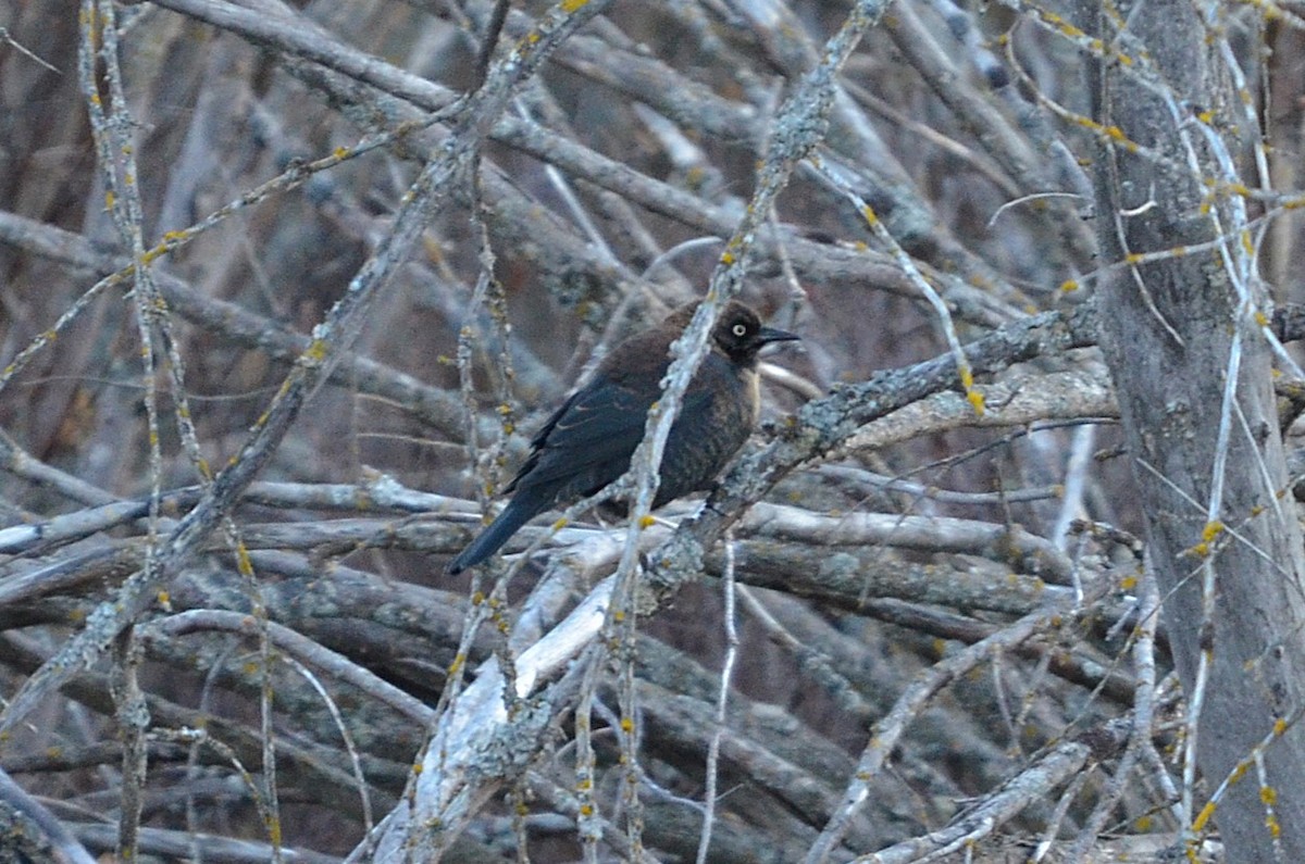 Rusty Blackbird - ML643968290