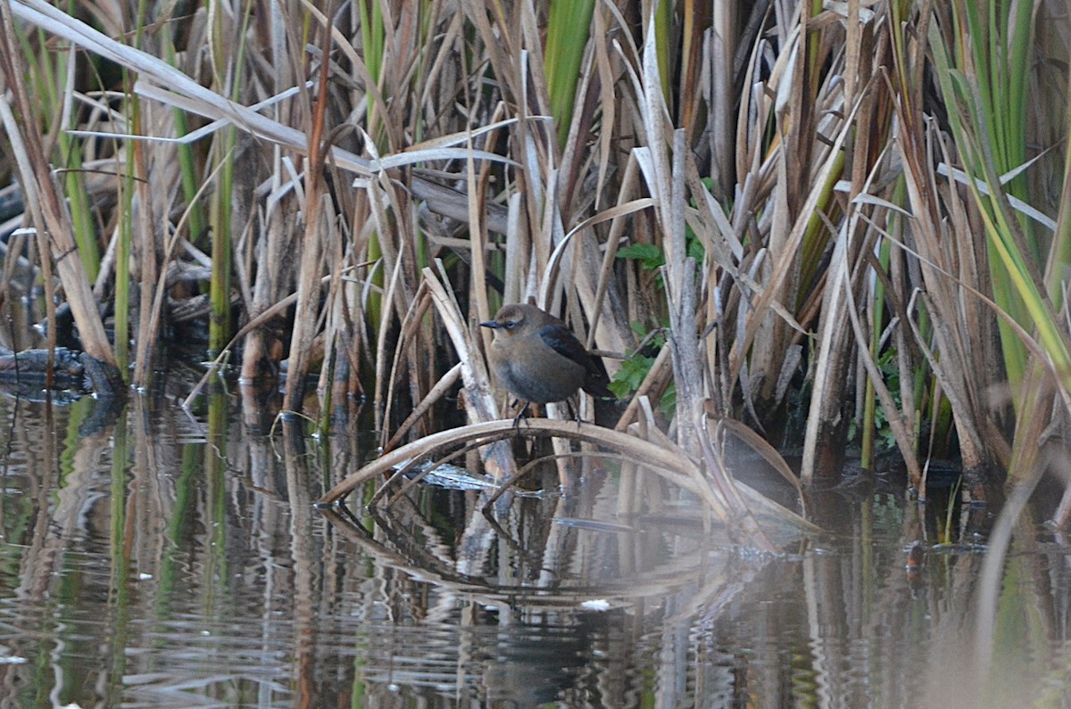Rusty Blackbird - ML643968291
