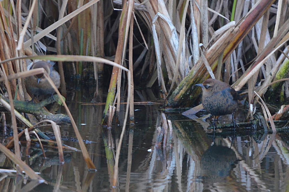 Rusty Blackbird - ML643968292