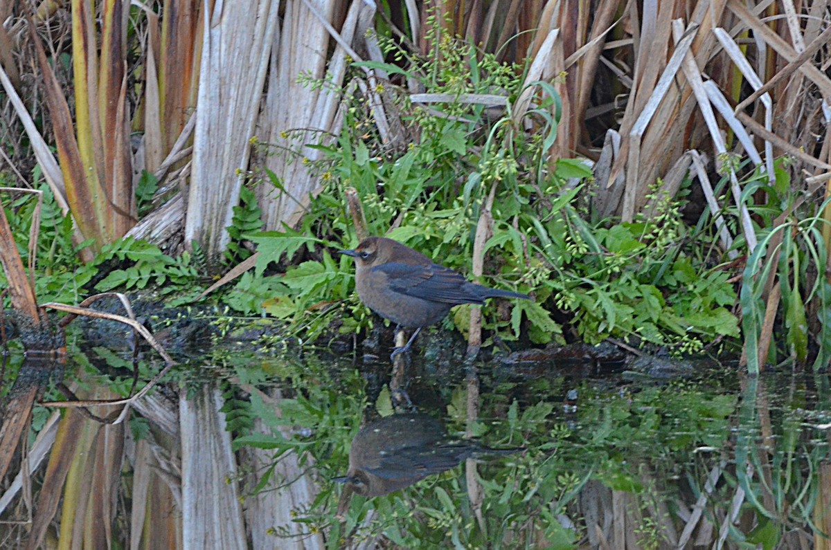 Rusty Blackbird - ML643968293