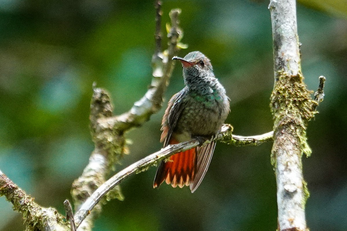 Rufous-tailed Hummingbird - ML643968295