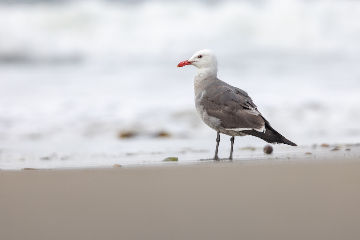 Heermann's Gull - ML643968298