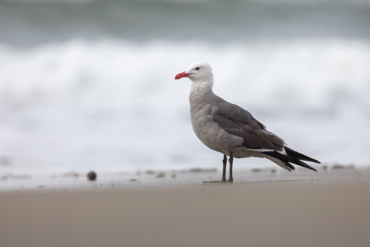 Heermann's Gull - ML643968299