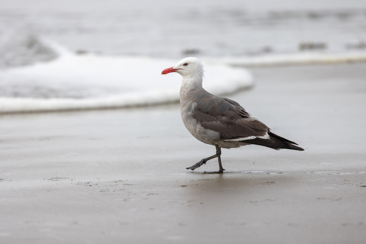 Heermann's Gull - ML643968300