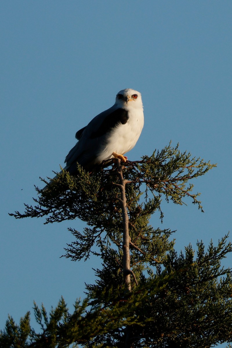 White-tailed Kite - ML643968307
