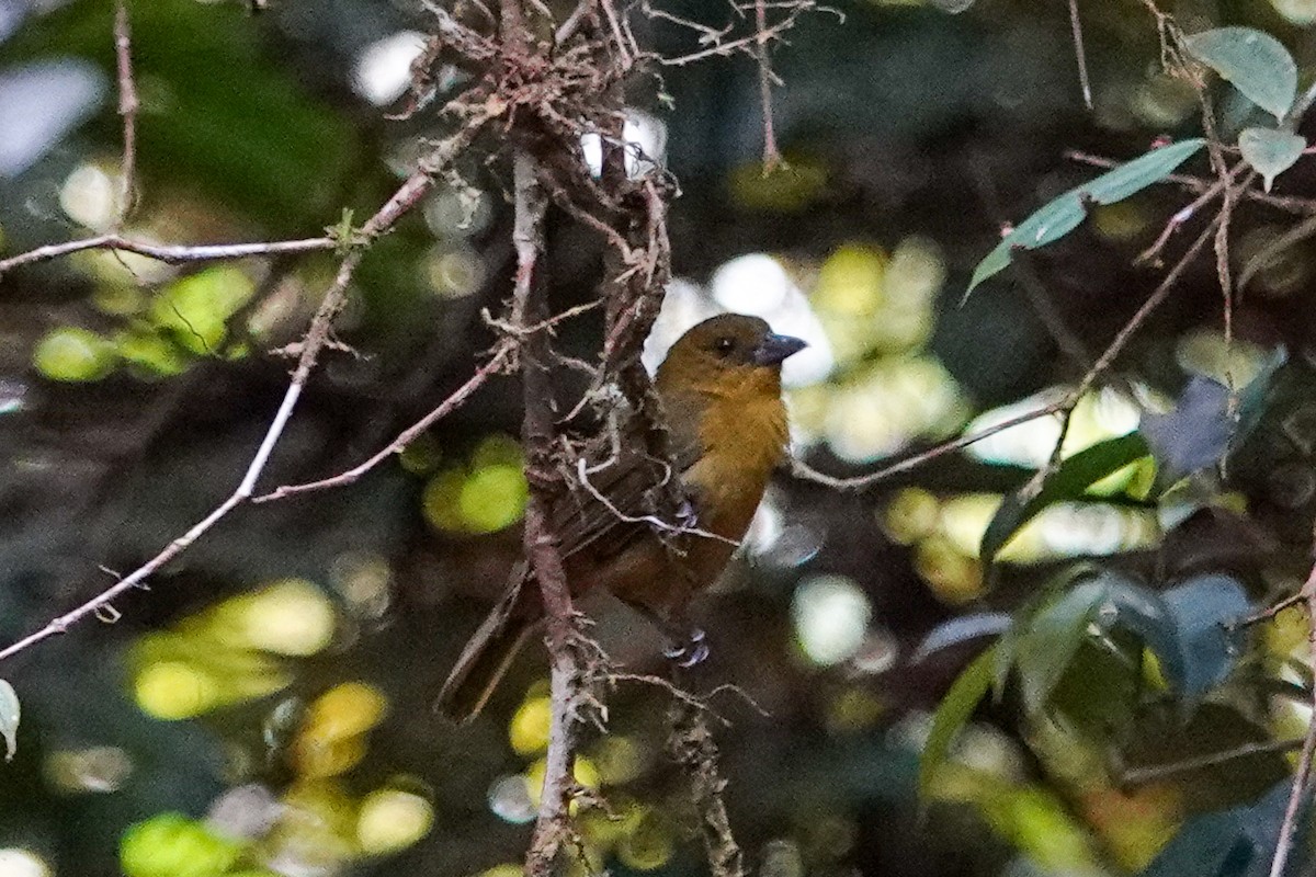 Habia à gorge rouge - ML643968319