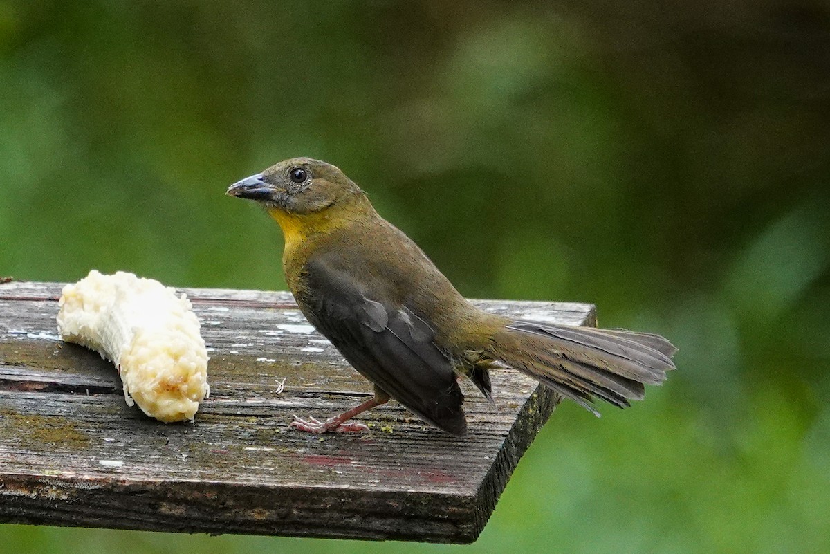 Habia à gorge rouge - ML643968320