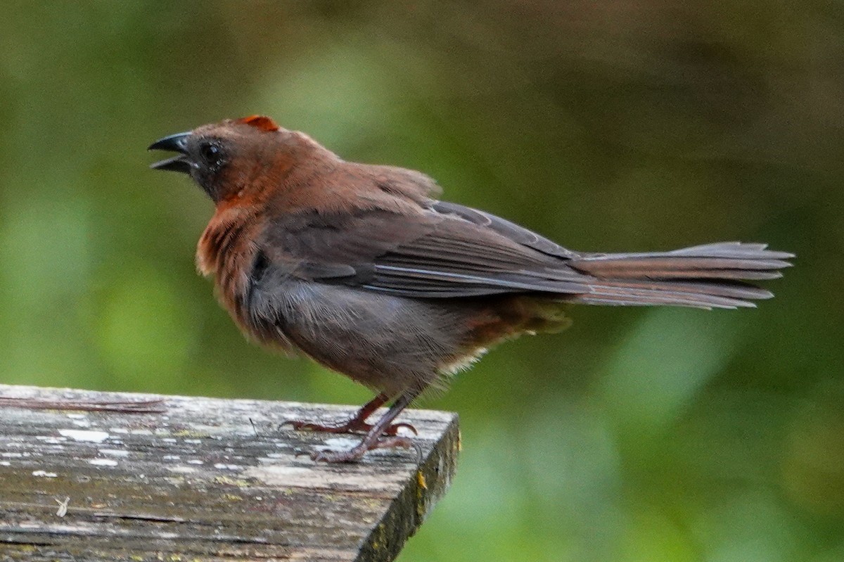 Habia à gorge rouge - ML643968321