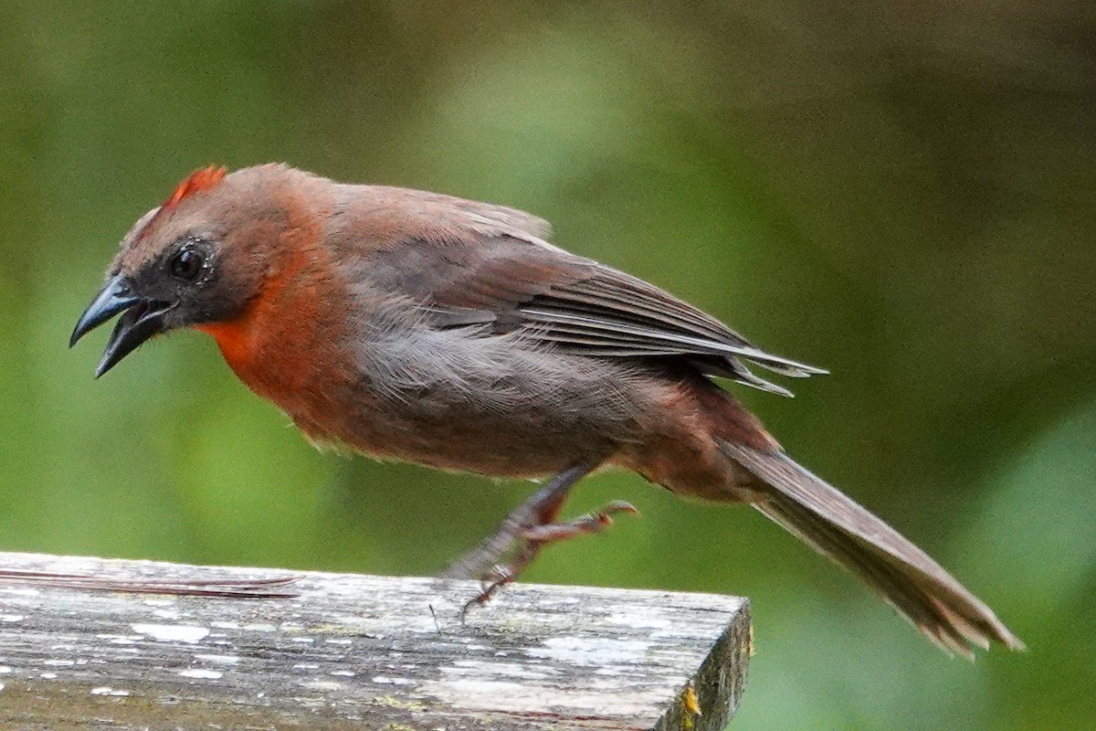 Habia à gorge rouge - ML643968322