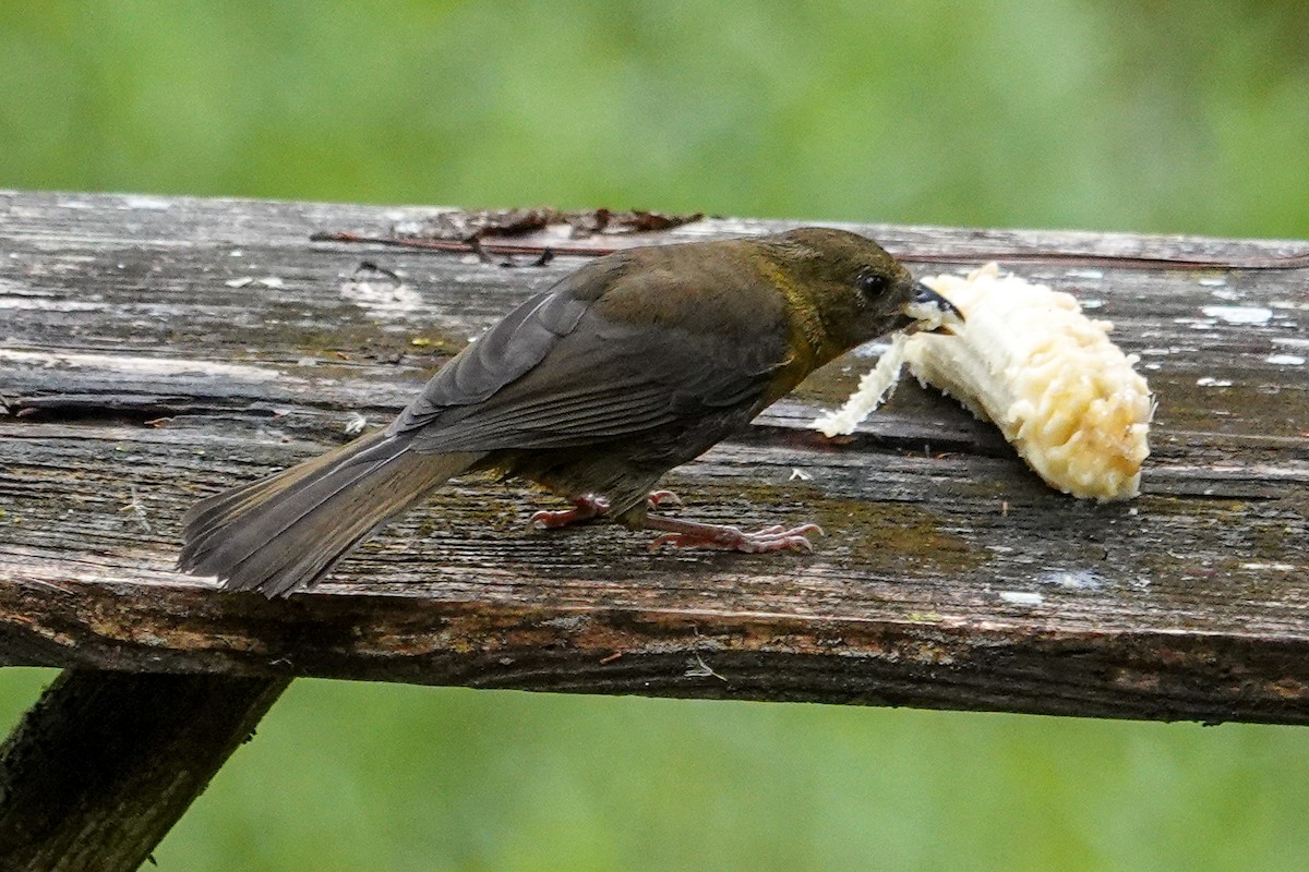 Habia à gorge rouge - ML643968323