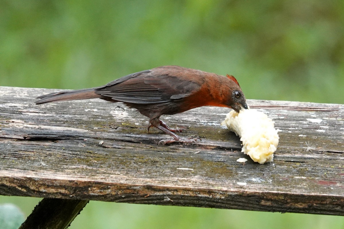 Habia à gorge rouge - ML643968325
