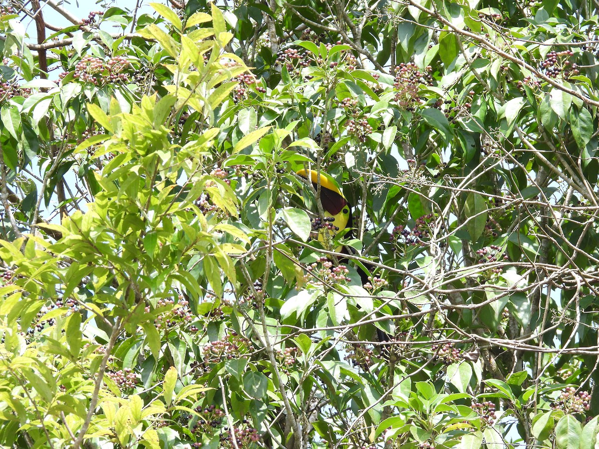Toucan tocard - ML643968328