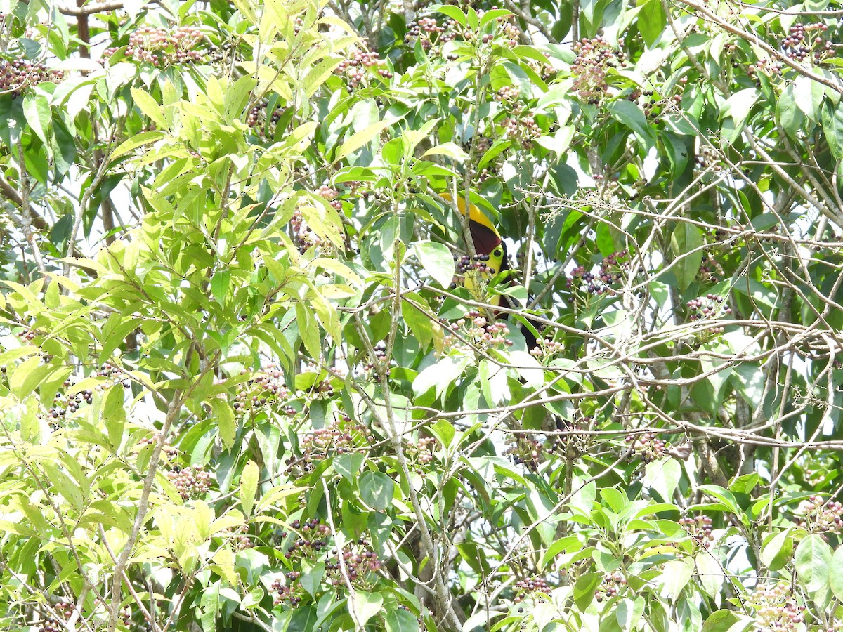 Toucan tocard - ML643968329