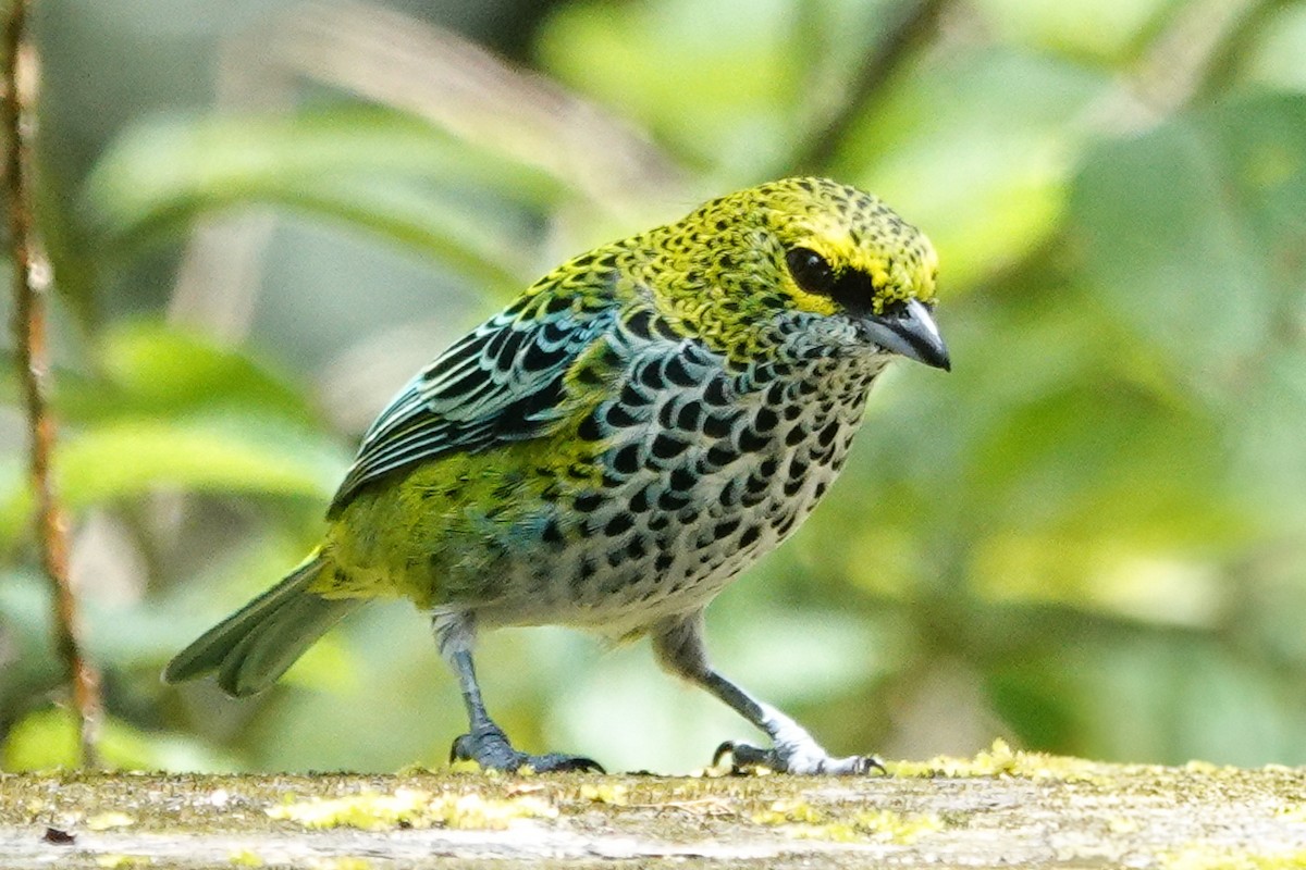 Speckled Tanager - ML643968345