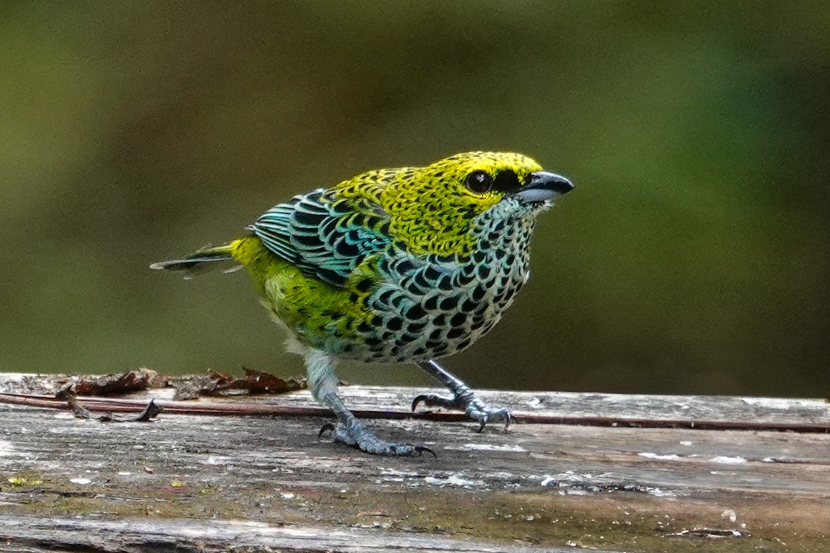 Speckled Tanager - ML643968347