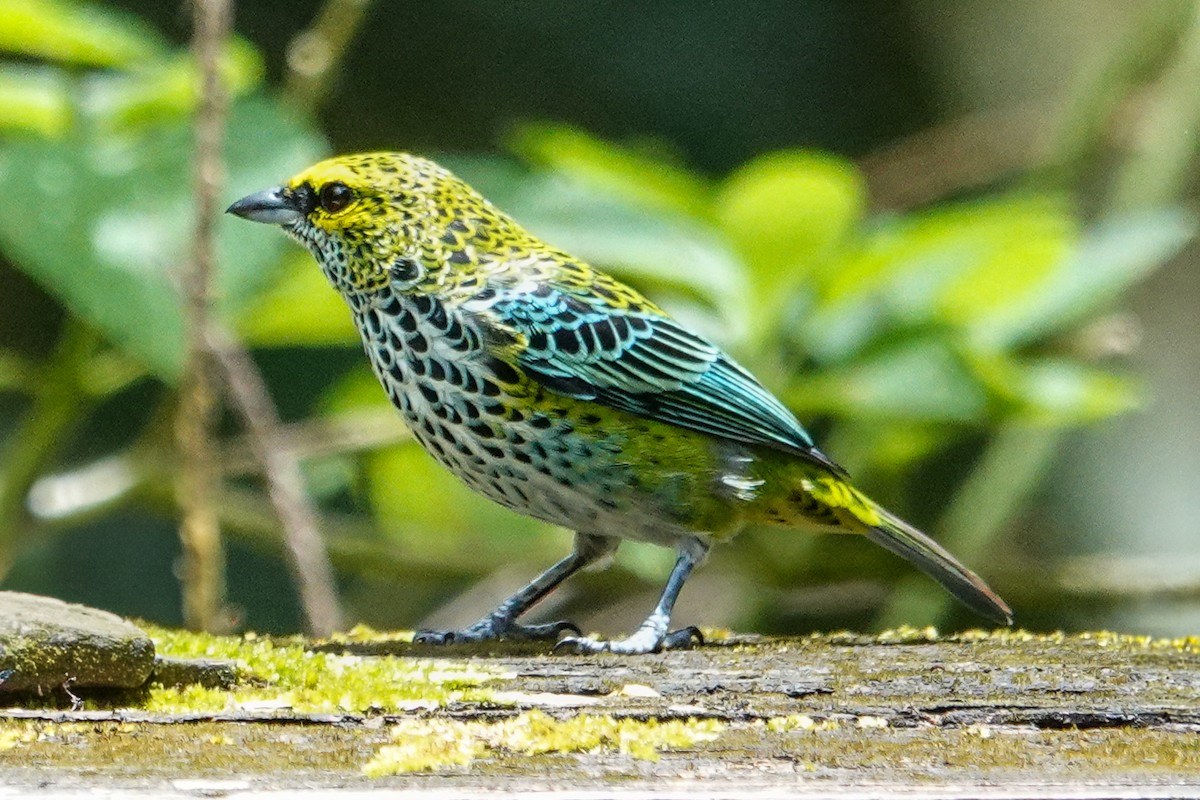Speckled Tanager - ML643968348