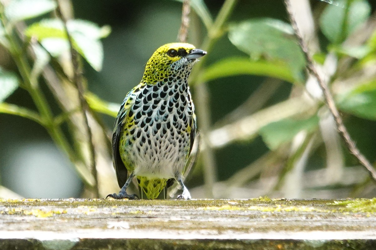Speckled Tanager - ML643968349