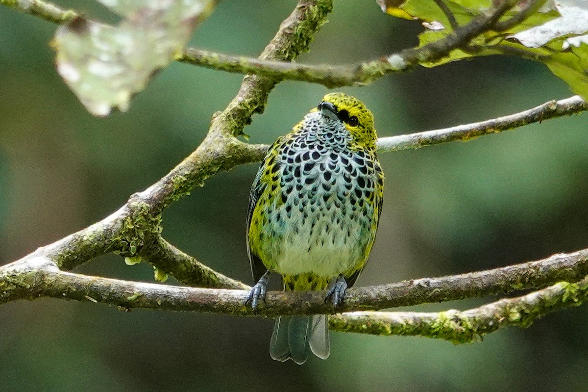 Speckled Tanager - ML643968350