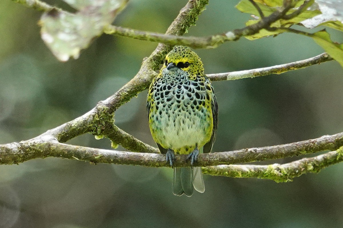 Speckled Tanager - ML643968351