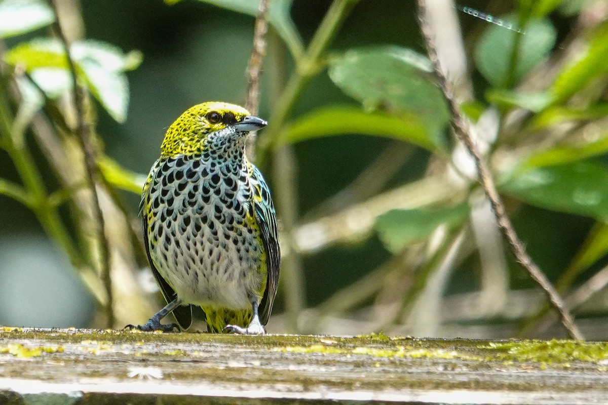 Speckled Tanager - ML643968354
