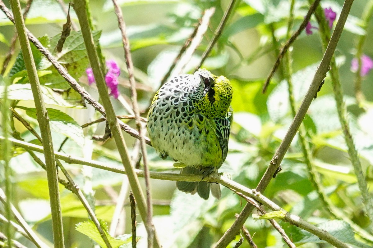 Speckled Tanager - ML643968355