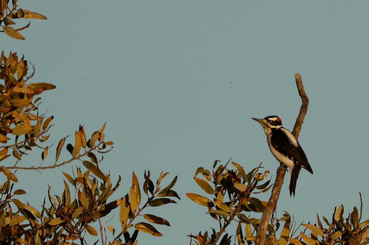 Hairy Woodpecker - ML643968356
