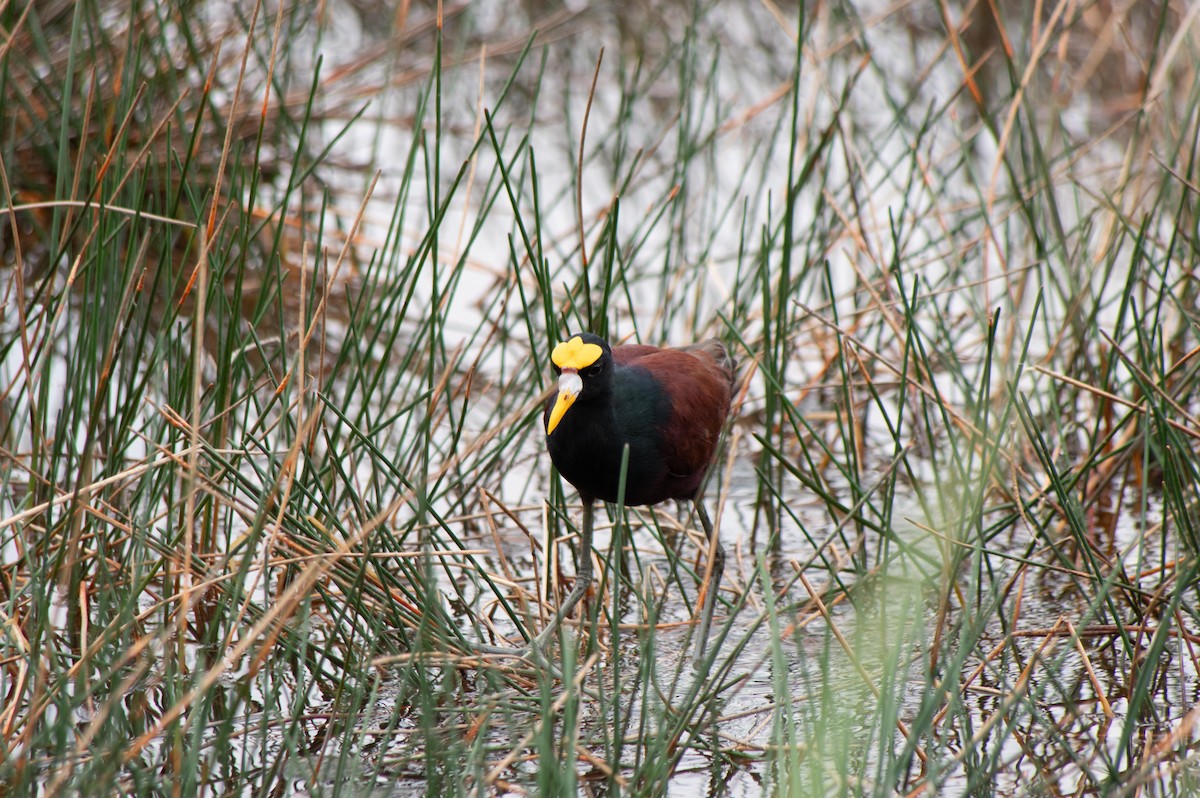 Northern Jacana - ML643968363