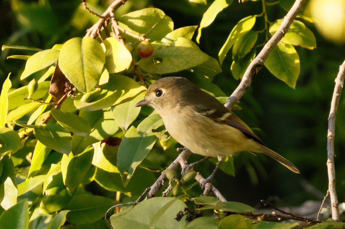 Hutton's Vireo - ML643968364
