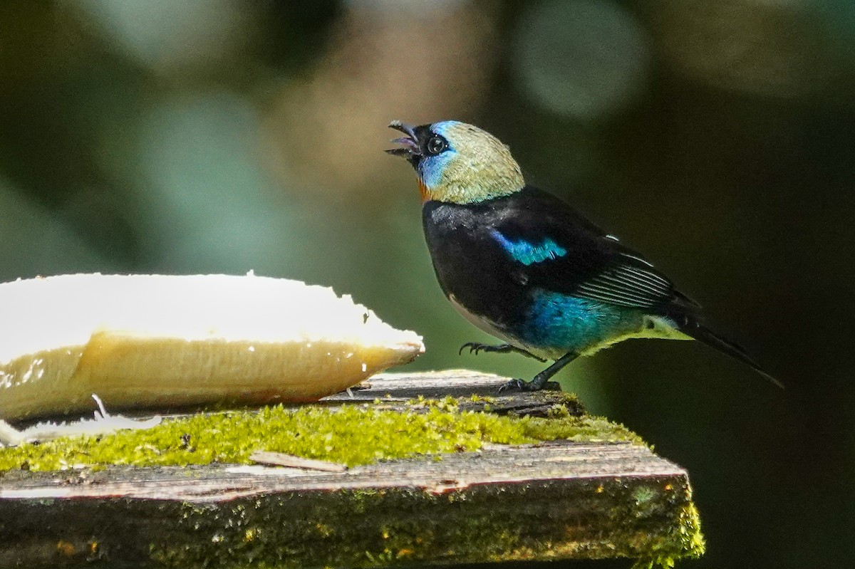 Golden-hooded Tanager - ML643968366
