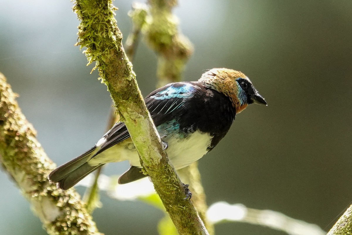 Golden-hooded Tanager - ML643968367