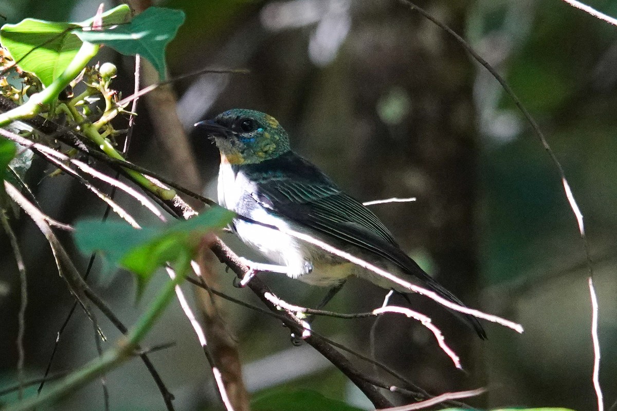 Golden-hooded Tanager - ML643968368