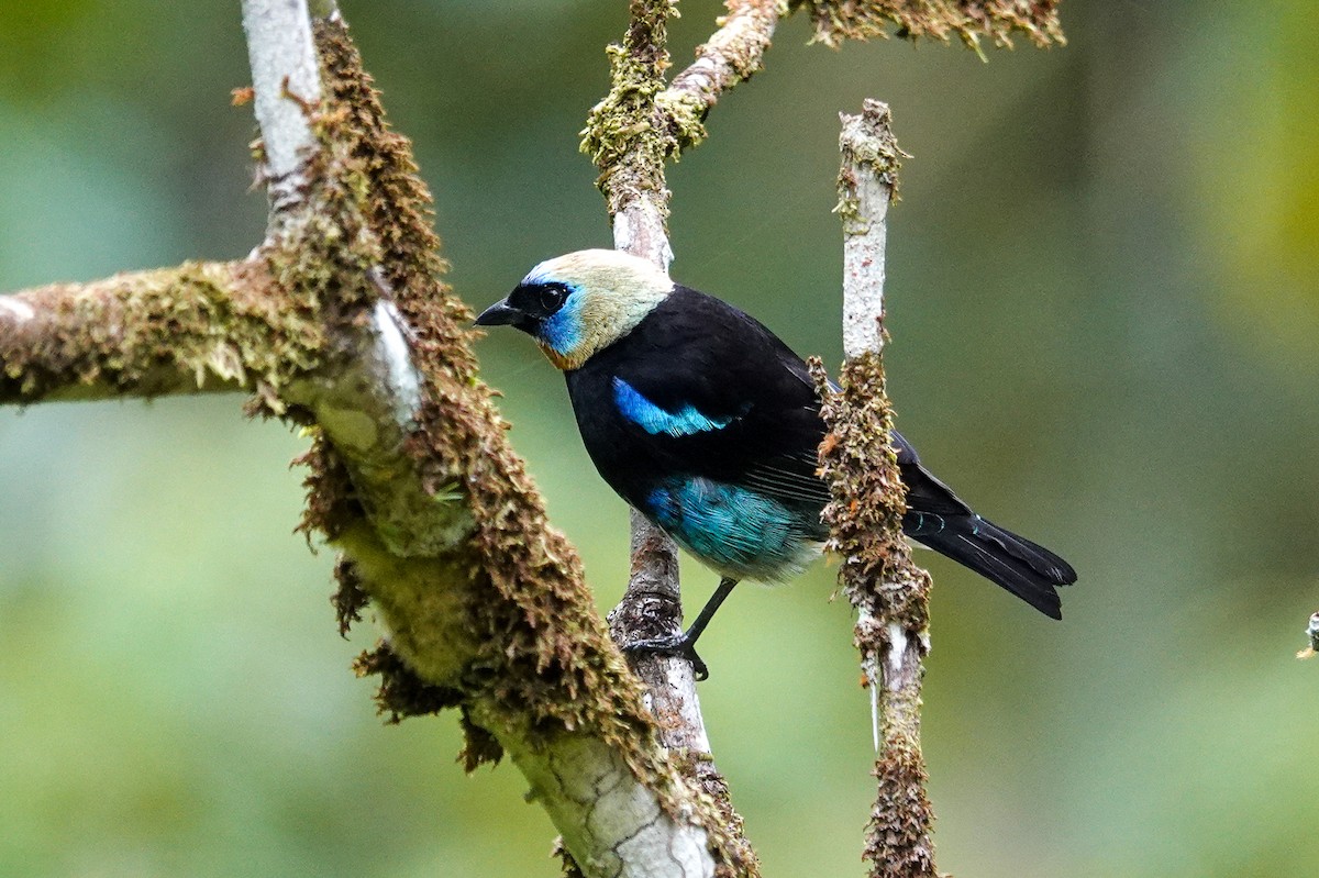 Golden-hooded Tanager - ML643968369