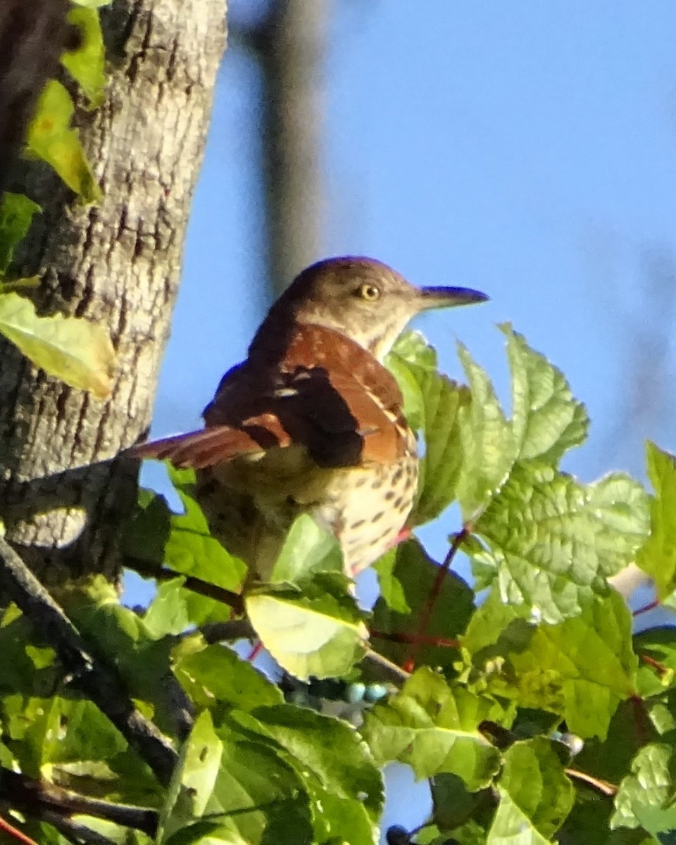brunspottefugl - ML643968391
