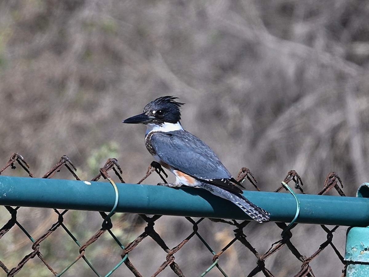 Belted Kingfisher - ML643968395