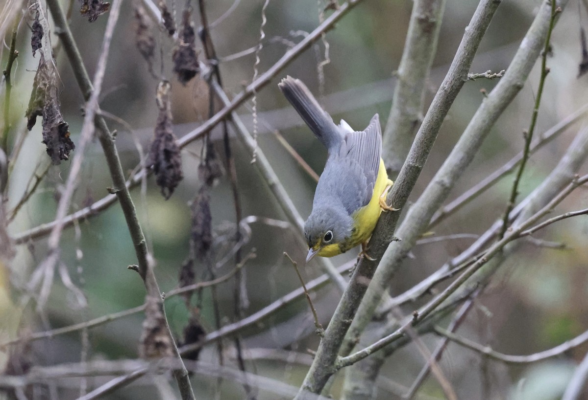 Canada Warbler - ML643968412