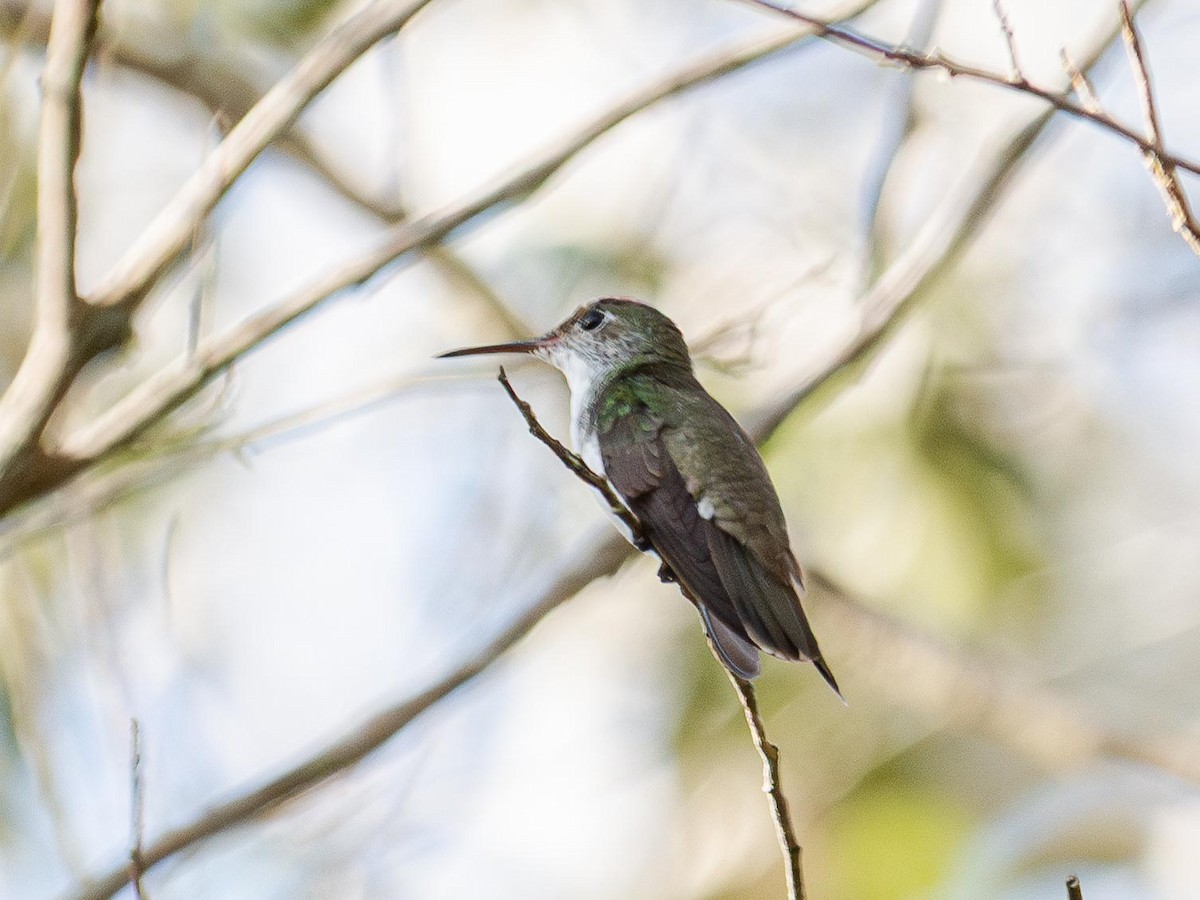 White-bellied Emerald - ML643968413