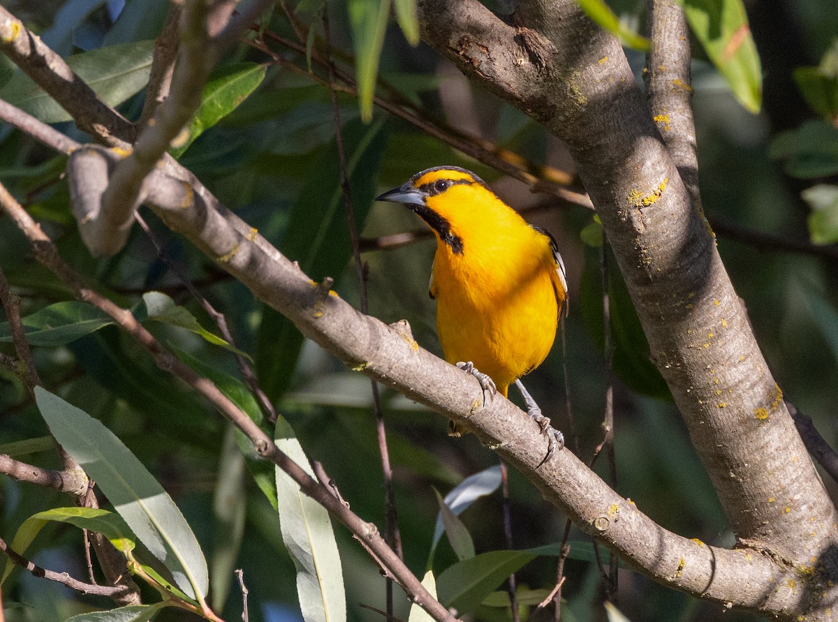 Bullock's Oriole - ML643968426
