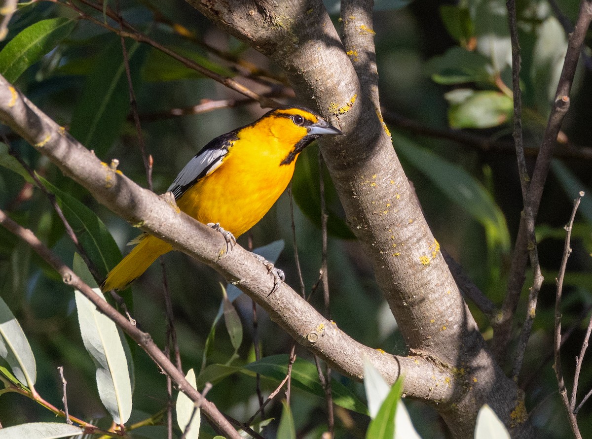Bullock's Oriole - ML643968427